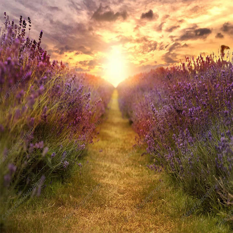 Lofaris Lavender And Sunshine Grassland Photo Backdrop For Portrait